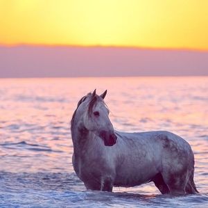 Meet your Posher, Gypsy